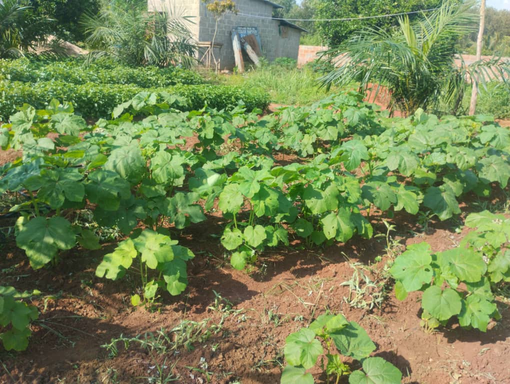 Tomates Anciennes